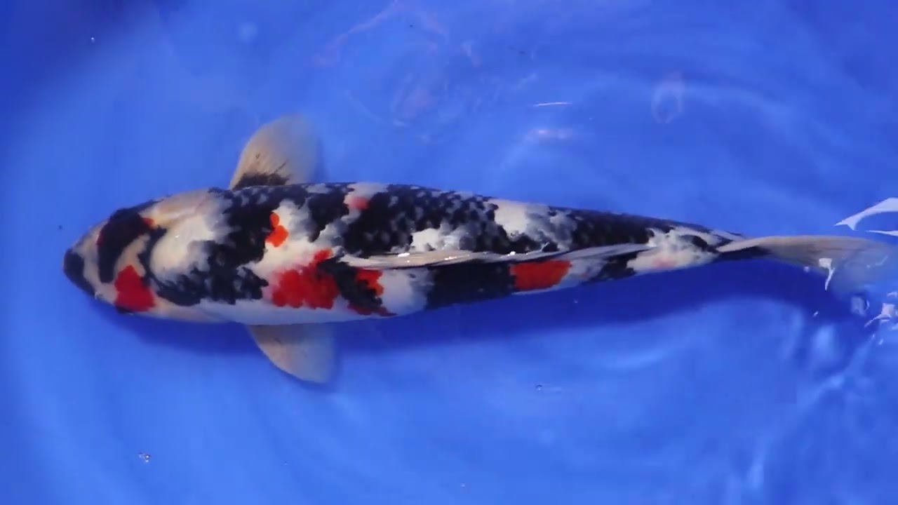 Jumbo Tosai Dainichi - Showa - Aquakoi