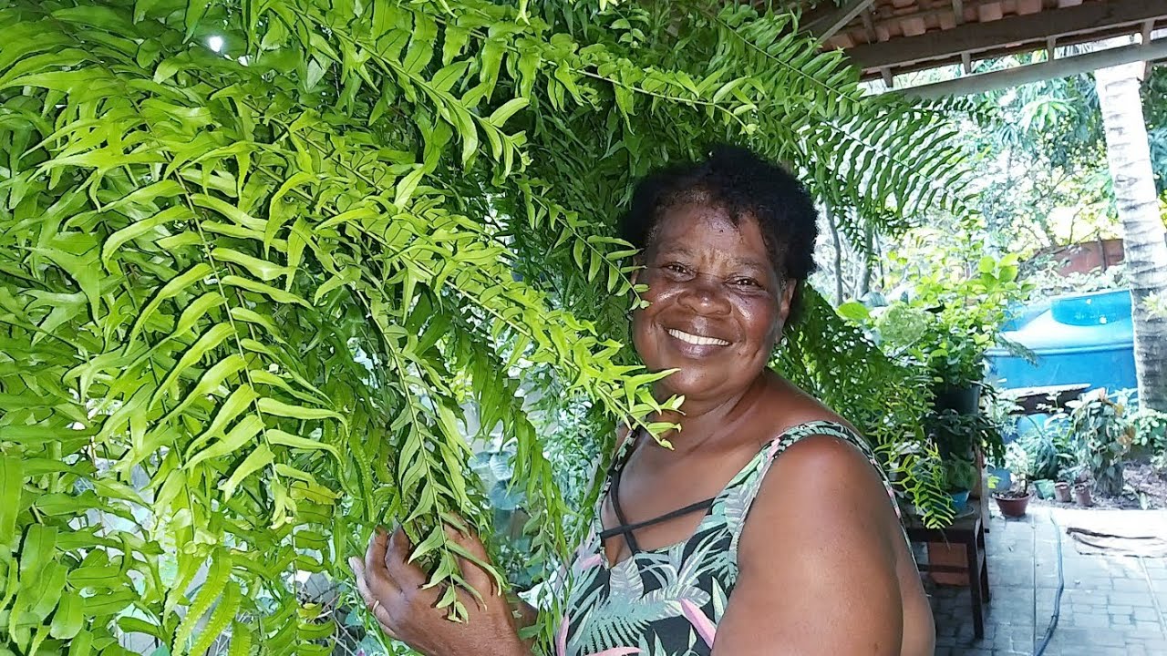 A COLEÇÃO DE SAMAMBAIAS DA MAMÃE ❤