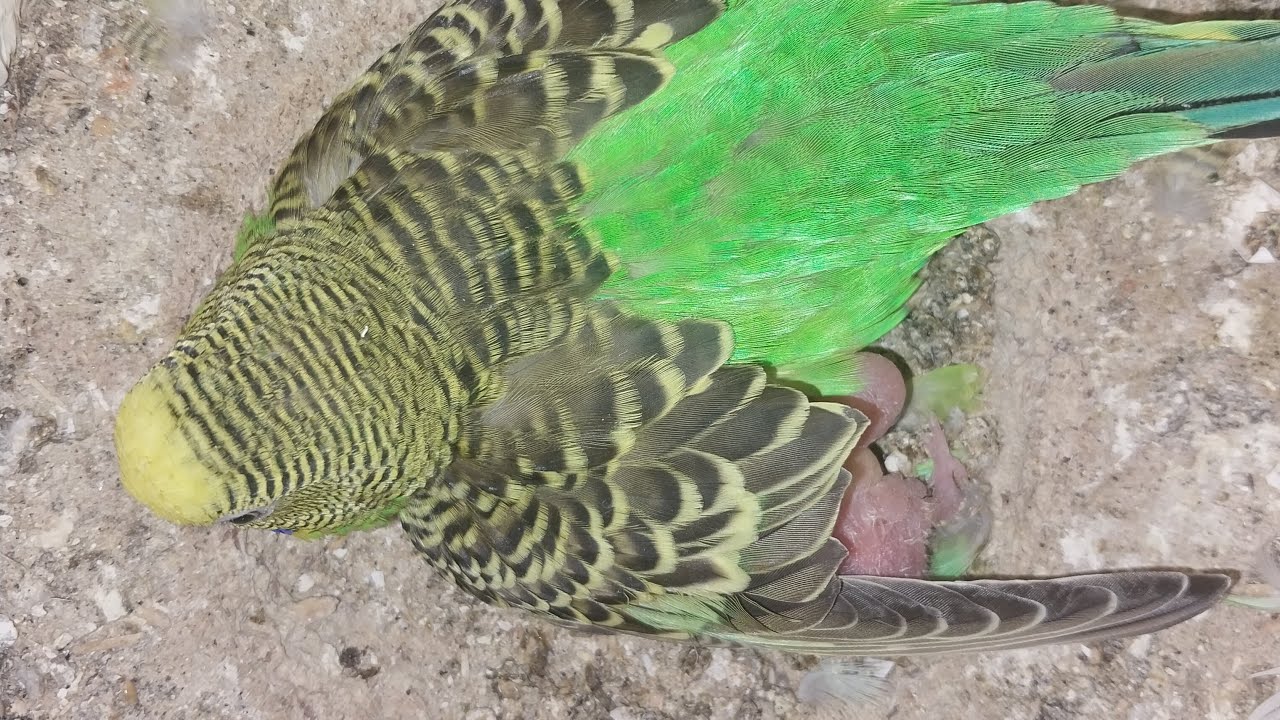 Parrot Baby World  02.03.2026