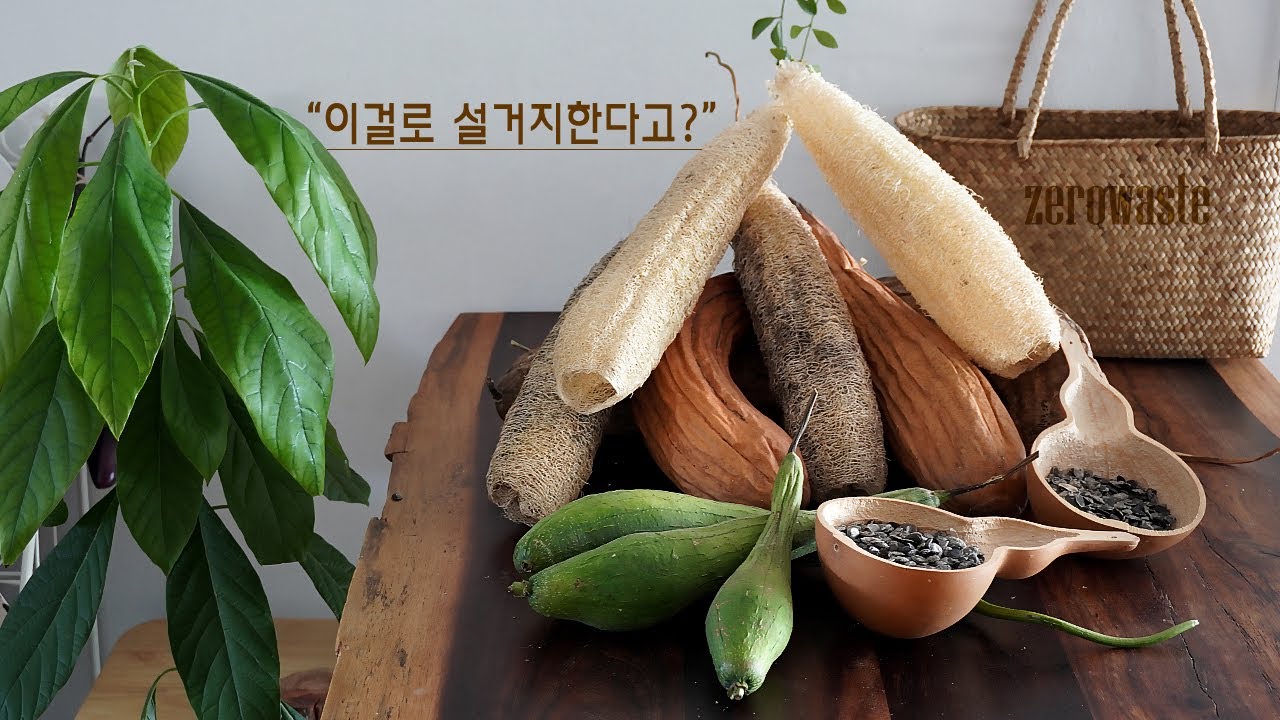 제로웨이스트 첫 걸음 천연수세미로 설거지 해 보실래요? 직접키운 수세미와 씨앗 나눔해요. 미세플라스틱에서 해방되는 자급자족 살림