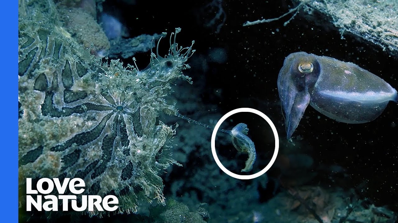 Deep Sea Anglerfish Wiggles Its Lure to Tempt Prey