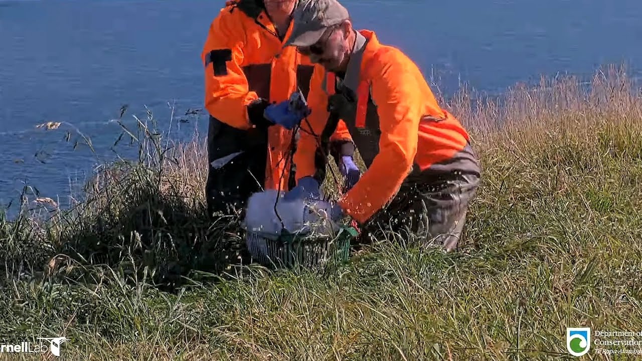 Royal Albatross - Little Plateau chick has a spill during the weekly weigh-in ⚖️