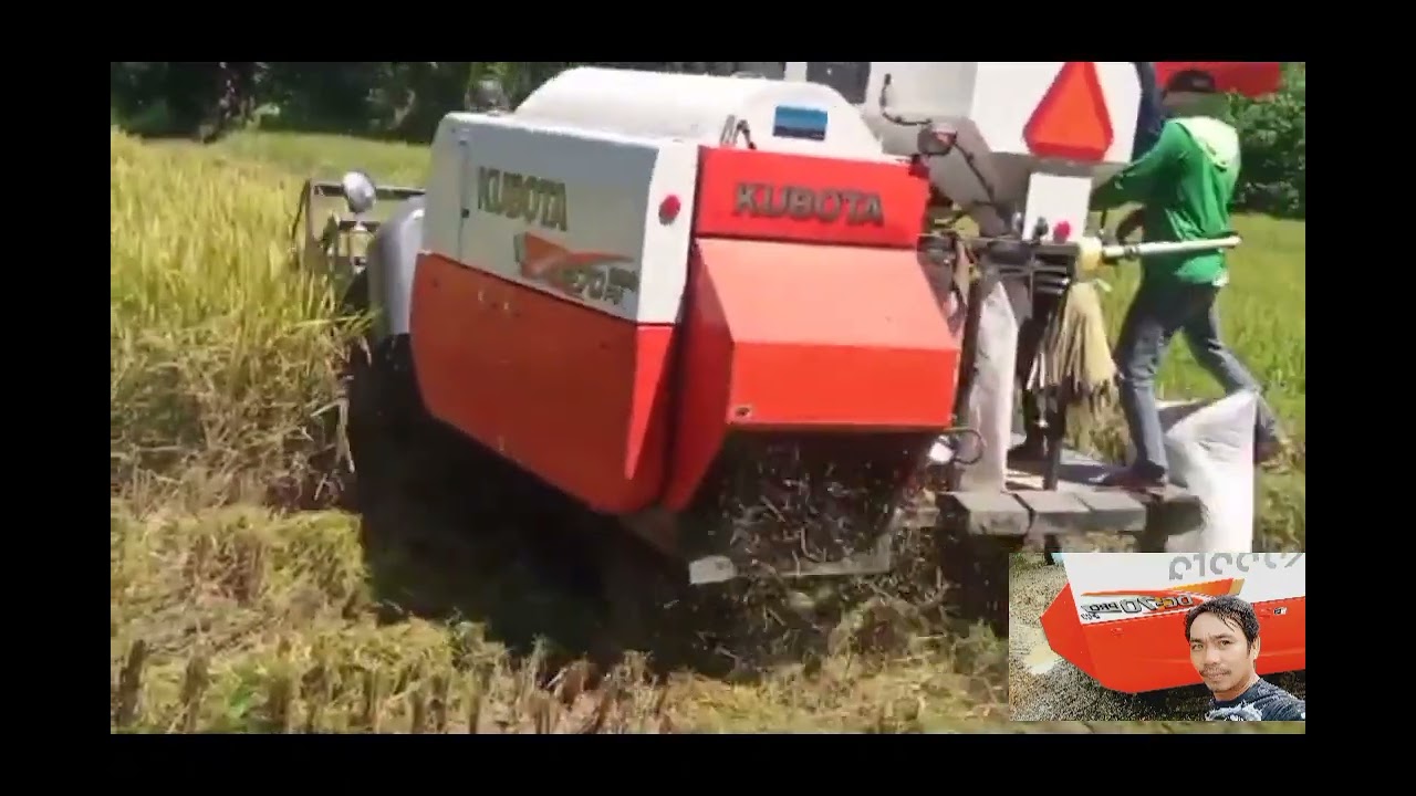 PAGAANI NG PALAY GAMIT ANG HARVESTER OR.MINDORO
