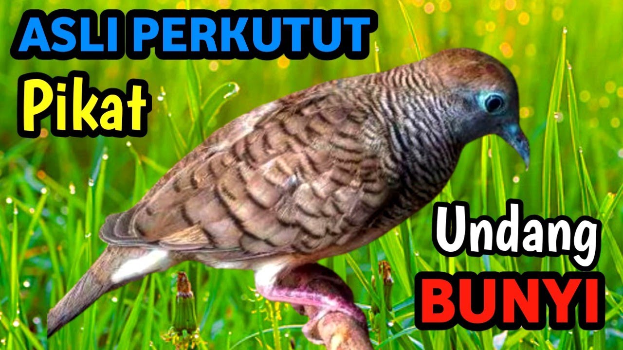 Masteran Perkutut Suara Sungai Hutan | Nature Therapy Bird Sound