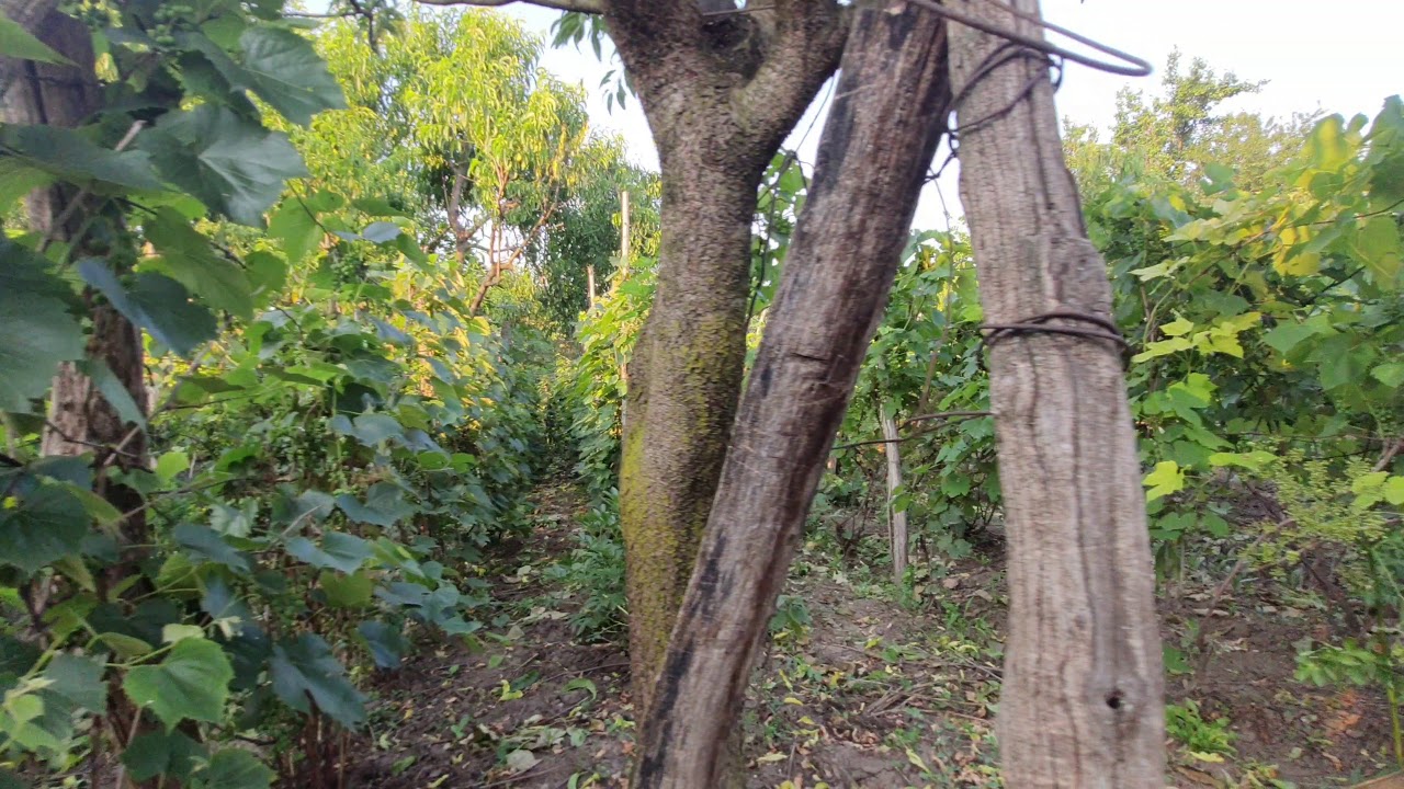 Casa traditionala + curte 2200mp de vanzare la 50km de Bucuresti - Mitreni - Oltenita