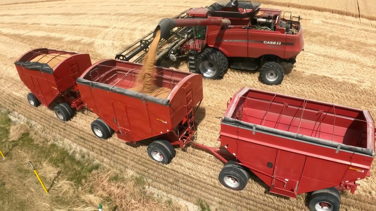 Oh Canada - Beautiful Winter Wheat - CASE IH Axial-Flow® 7010 AFS - Unknown Carts - #harvestchaser