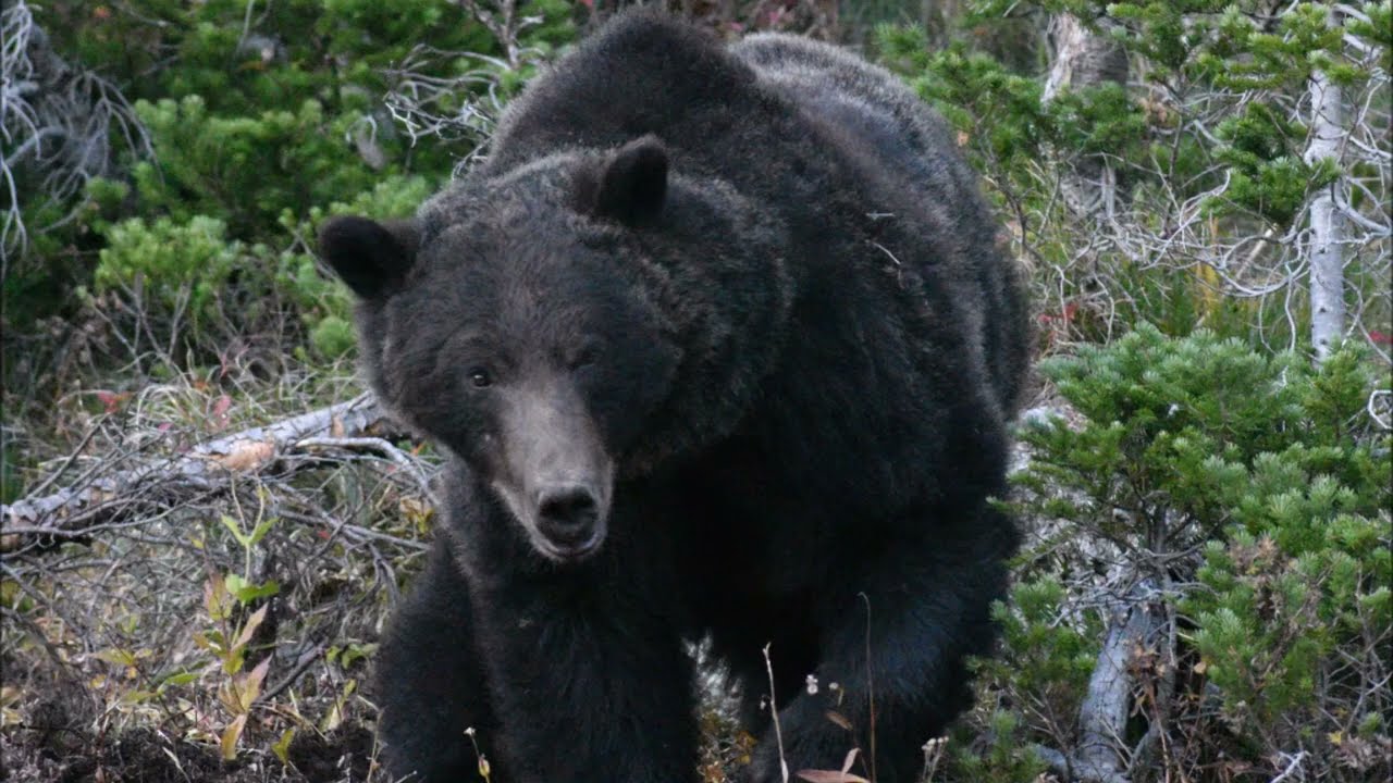 Grizzlies Glacier NP 2023
