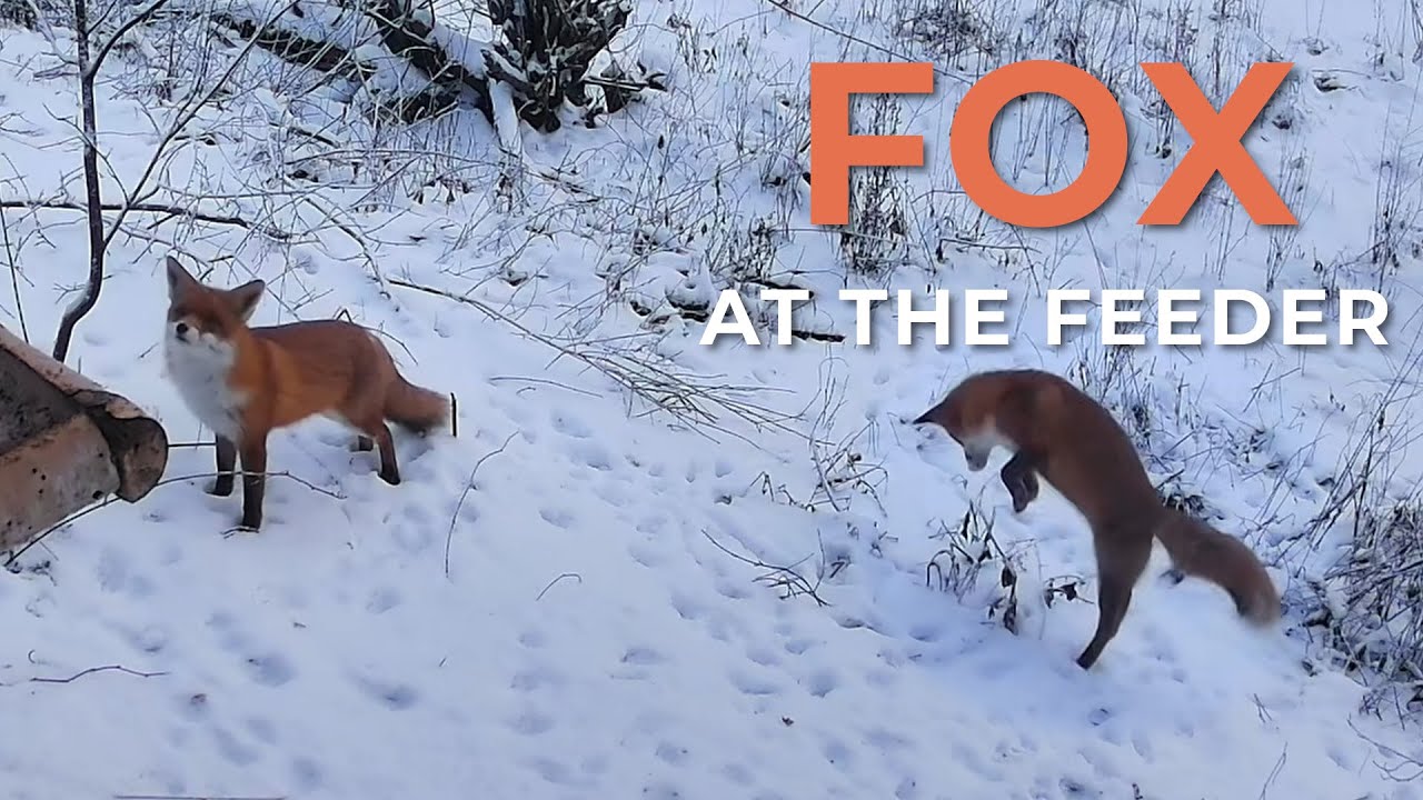 Fox Hunting Mice Near Bird Feeder