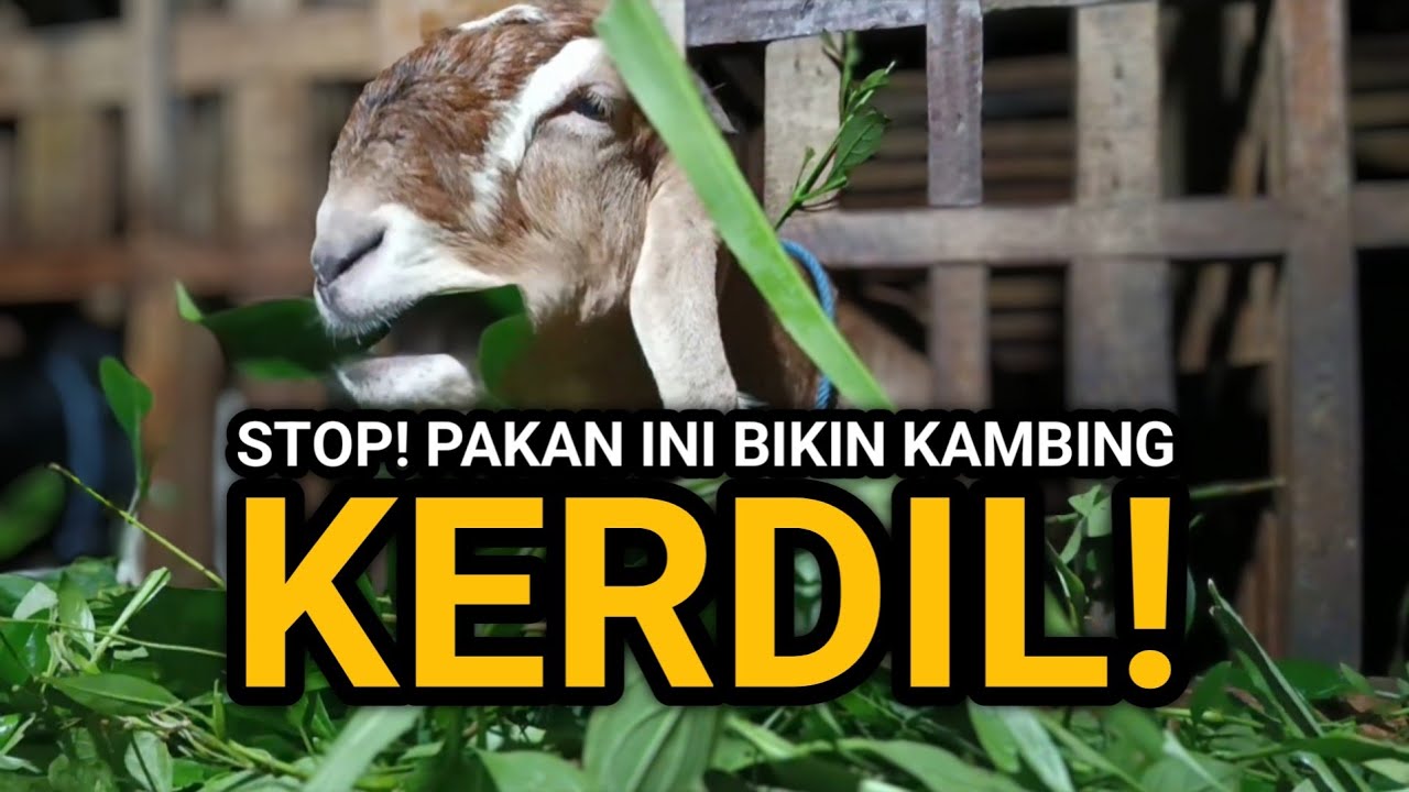 Hati-Hati! Pakan Kambing Ini Bisa Bikin Pertumbuhan Lambat 