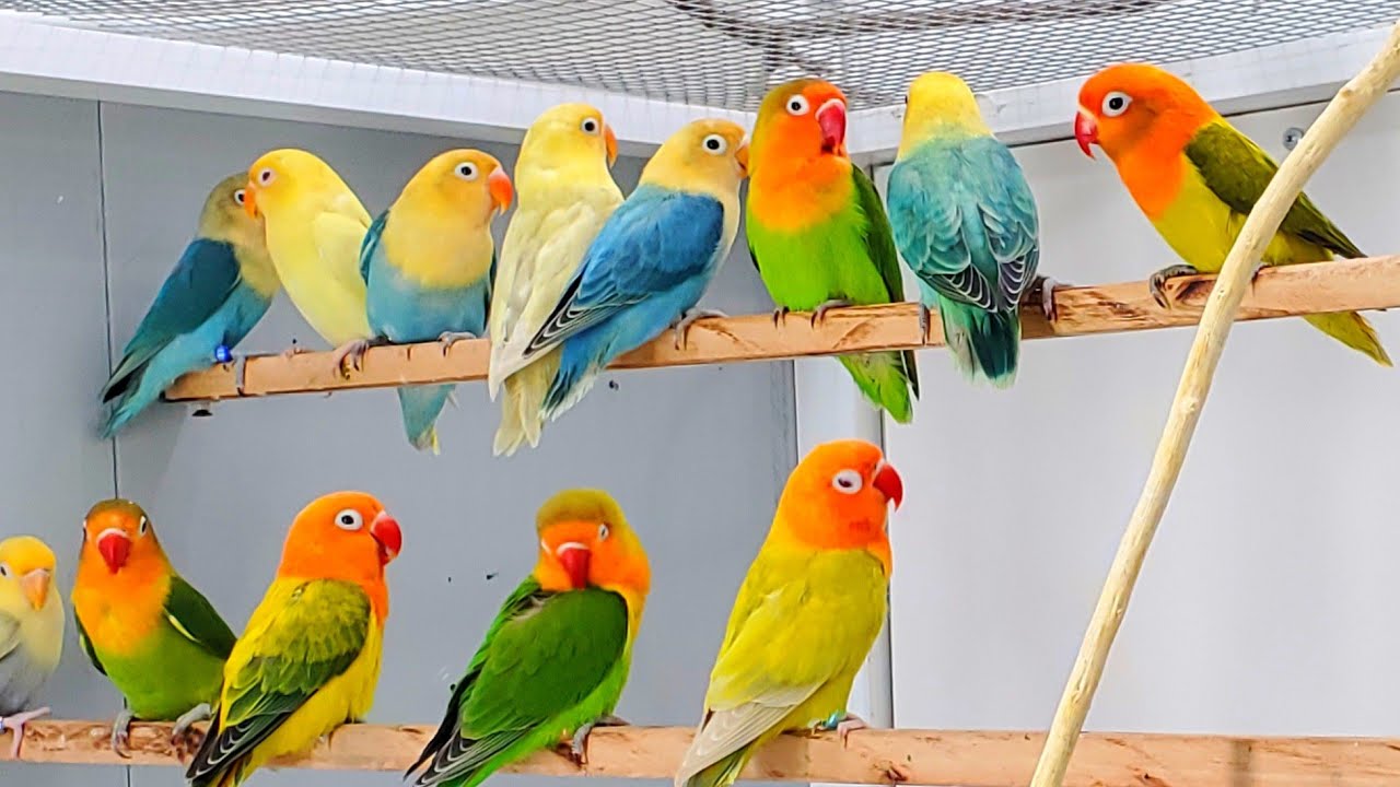 Sounds of lovebirds 