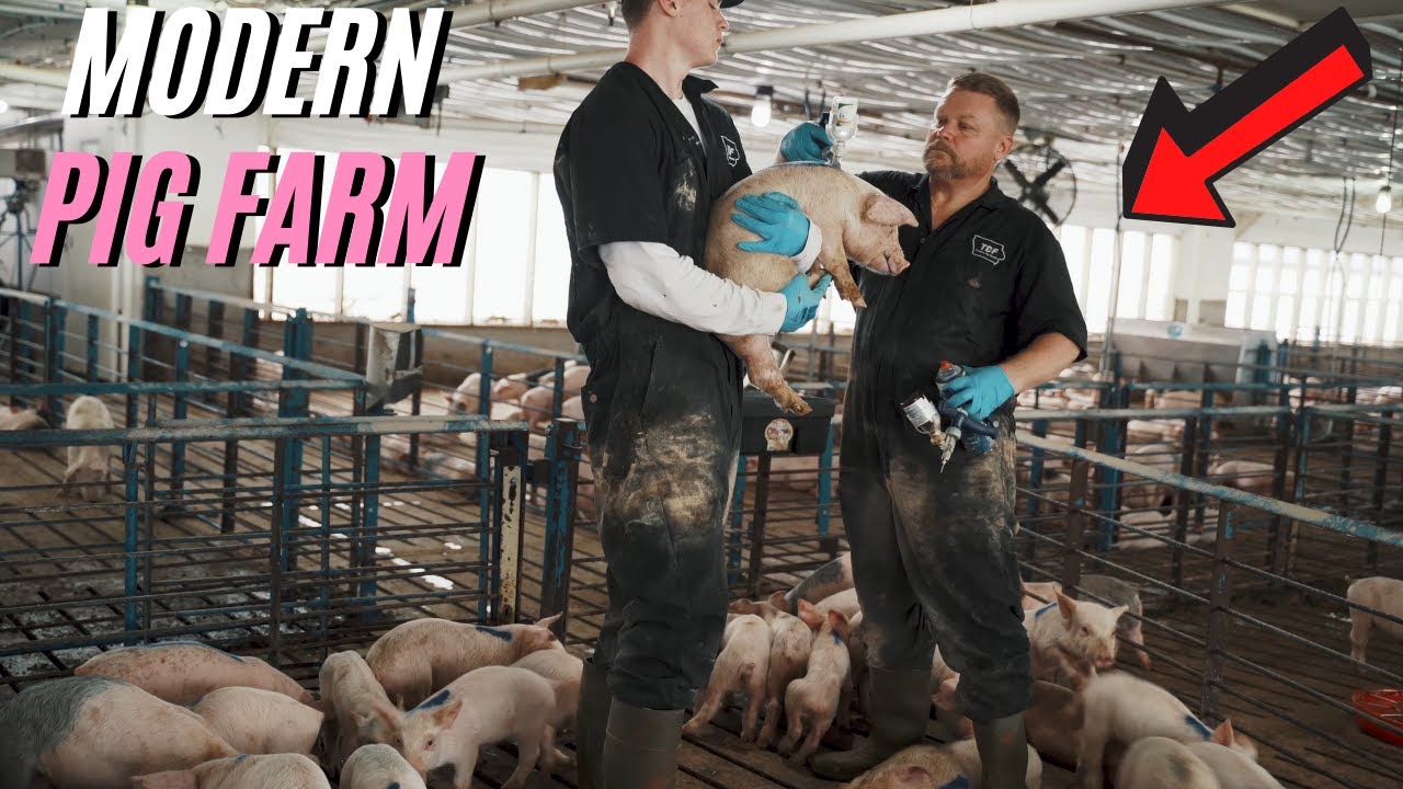 A Full Day Of Modern Pig Farming