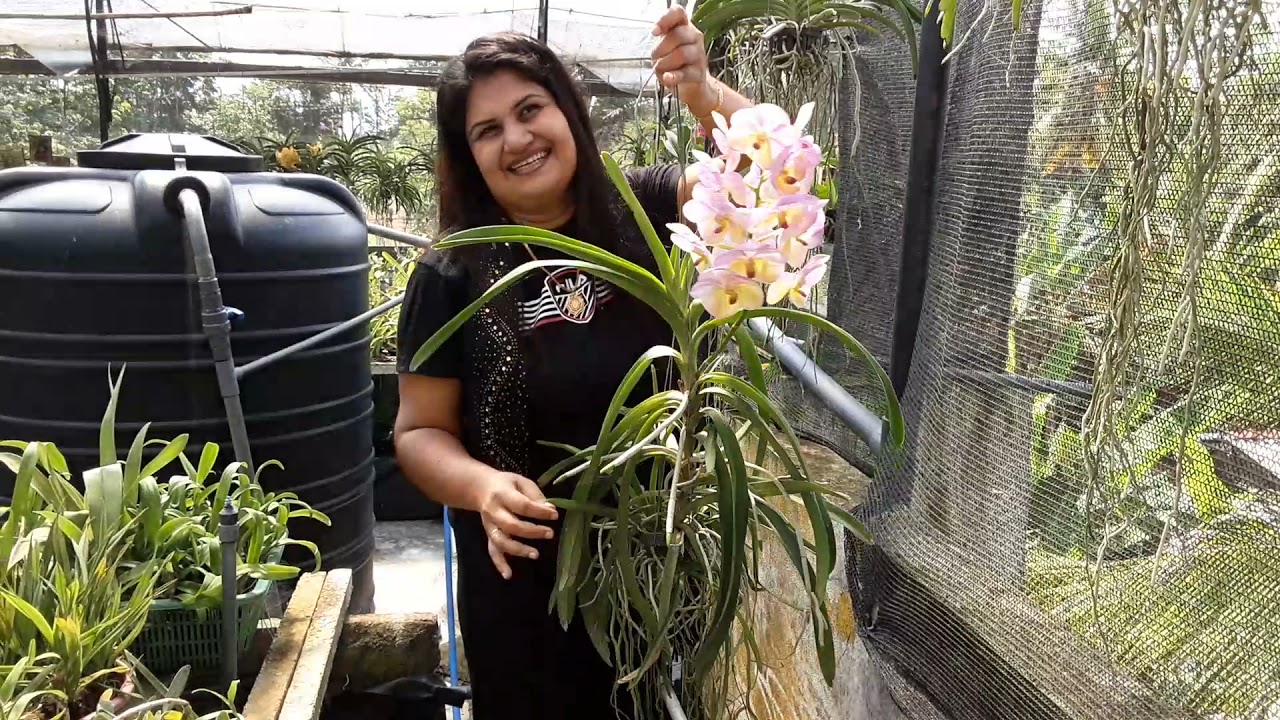 ❤️ Orchids ❤️ තායිලන්තයෙන් ආනයනික Vanda Blooming size