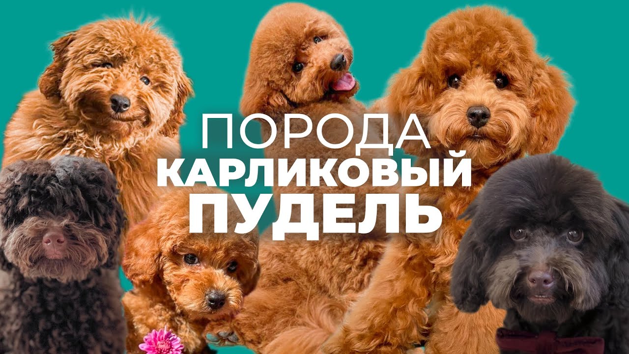 Карликовый пудель 🐾 Всё о породе, плюсы и минусы