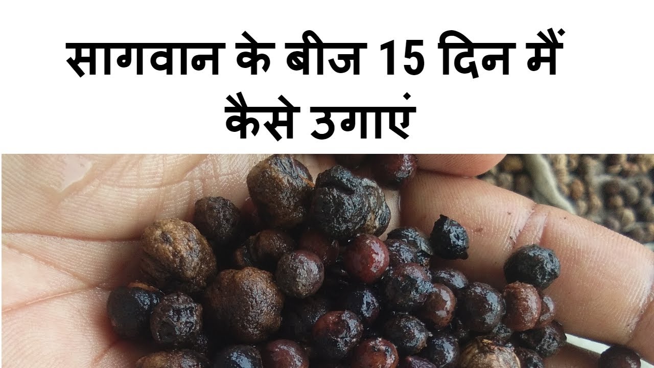How to get 15 day teak seeds germination ,jabardust videos