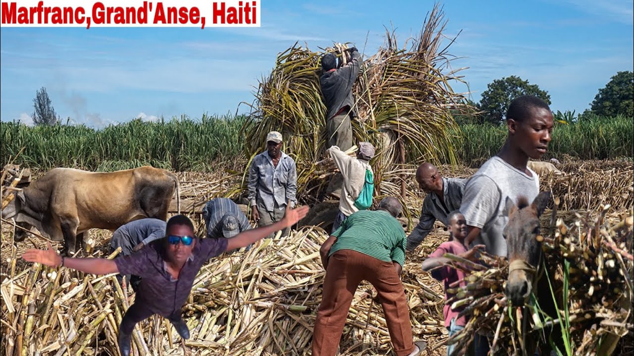 Vi n gade kòman yo fè kleren nan komin Marfranc