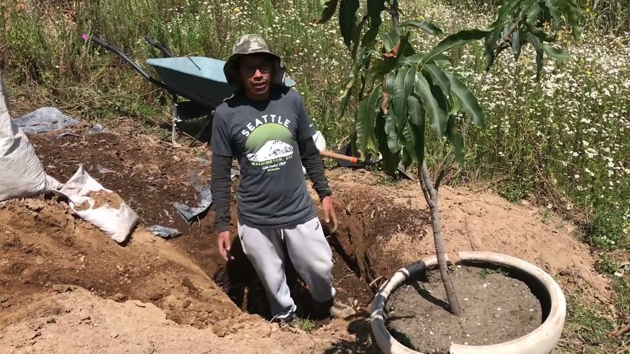 ARBOL DE MANGO TRASPLANTE CASI FALLIDO .clima frío