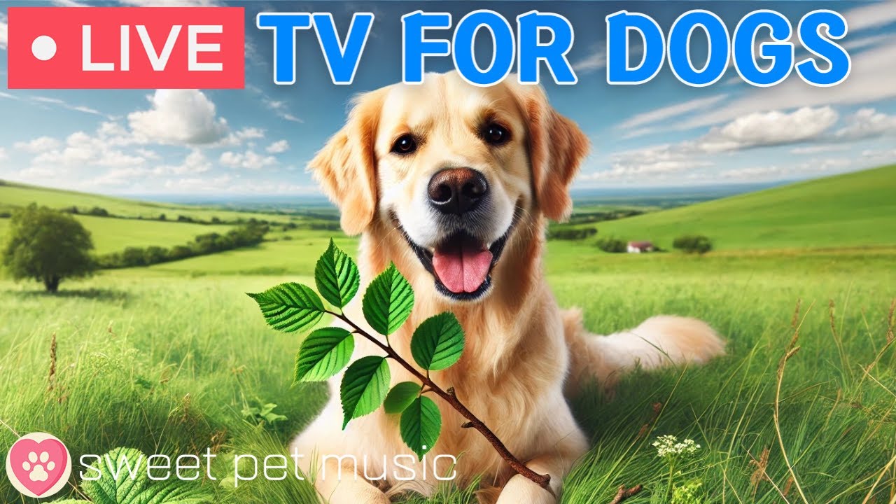 🔴24 Hours of Dog TV🎵🐶Calming Music for Dog Sleep🐾🩷Soothing Music for Anxious and Stressed Dogs