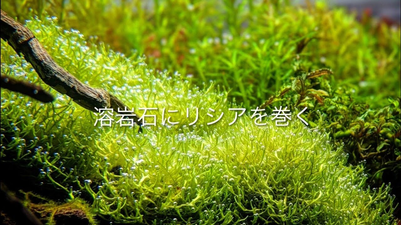 【溶岩石にリシアを巻く】Wrap riccia around lava rock