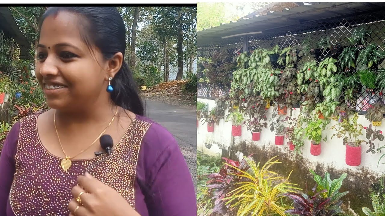 മോളി അമ്മയുടെ വീട്ടിലെ ഗാർഡൻ കണ്ടാലോ#ബ്യൂട്ടിഫുൾ garden#easy garden tips#home garden #