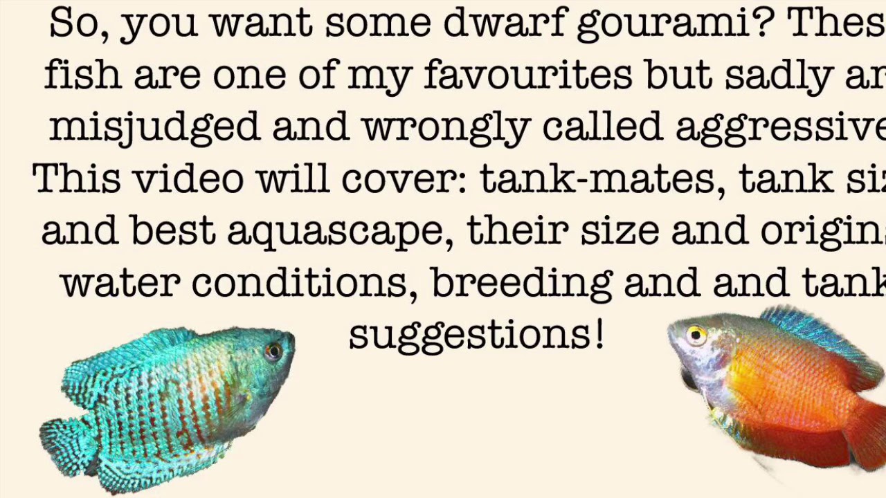 The dwarf gourami (care, tank mates, origins, size, sexing, types)