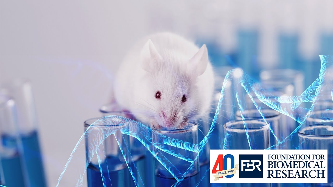 What exactly is a humanized mouse?