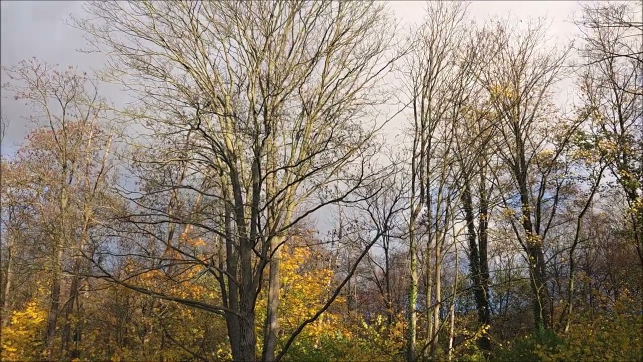 Herbststimmung (Autumn Mood) - Improvisation auf der Zungentrommel (Tongue Drum)