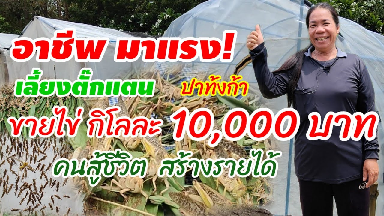 อาชีพใหม่ มาแรง! เลี้ยงตั๊กแตน  ปาทังก้า ขายไข่กิโลละ 10,000 บาท คน สู้ชีวิต  สร้างรายได้