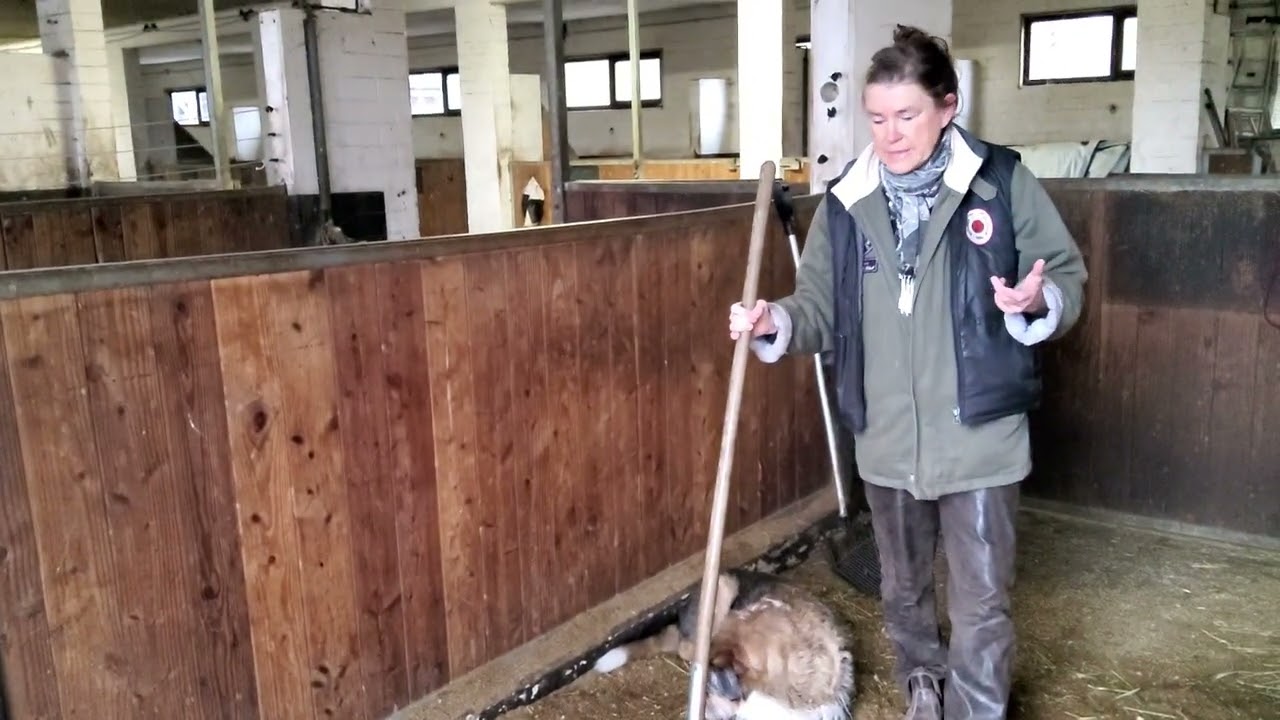 Stinkende Stellen in der HIPPODUNG-Box - einfach und schnell beseitigen