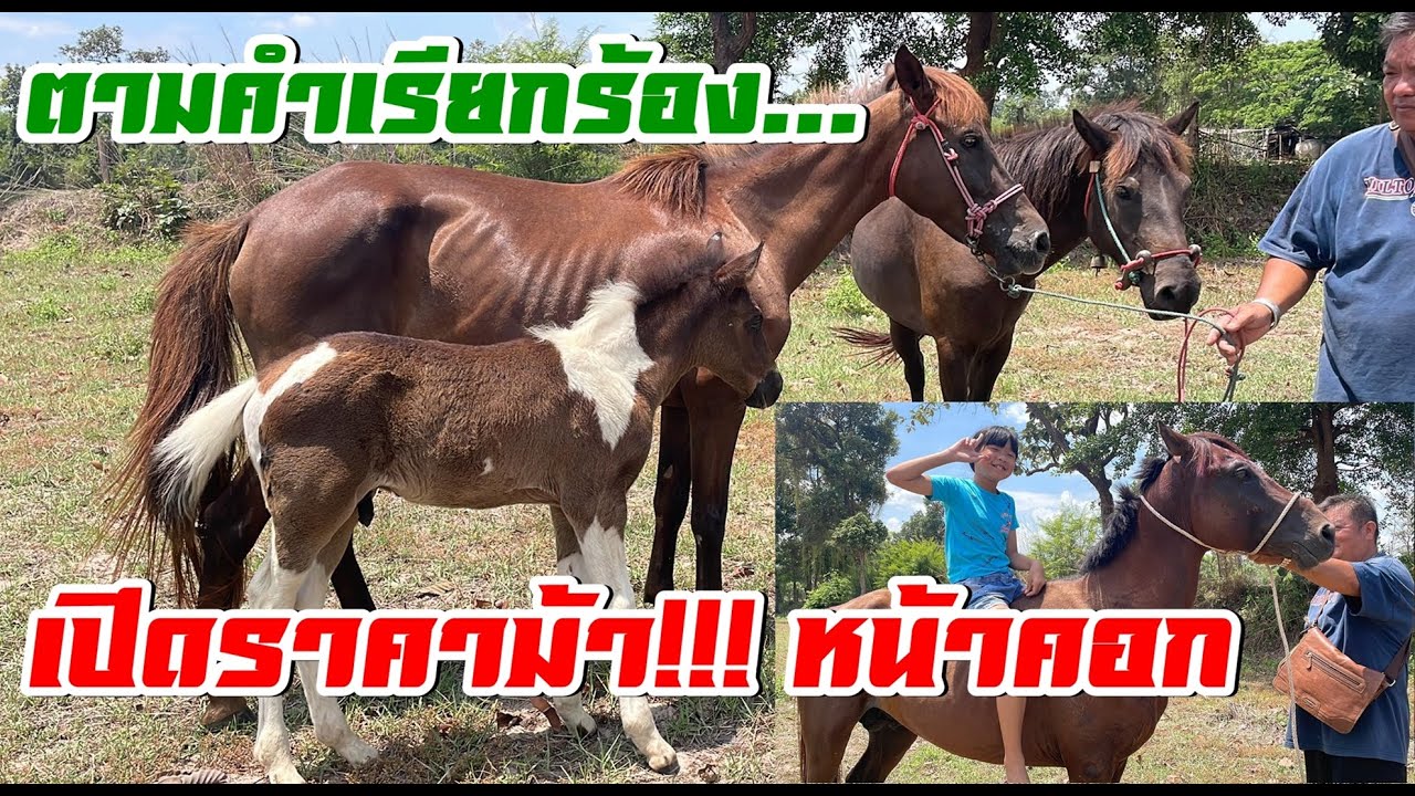จุ๊!! ถูกที่สุด ถูกปานลูกกวาด ม้าครับม้า!!!  กำลังหาอยากได้เลี้ยงขี่เล่นในฟาร์มต้องชมคลิปนี้เลยครับ
