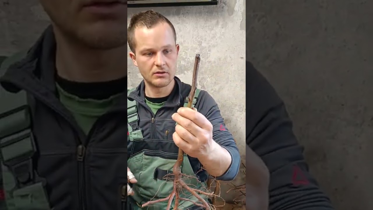 štepenie  kôstkovín v ruke na myrobalán