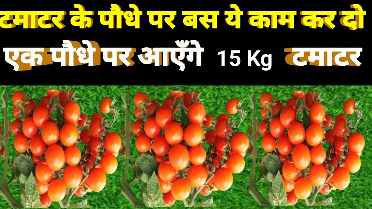 टमाटर के एक पौधे पर आएंगे 15 Kg टमाटर । बस ये ट्रिक करके देखो। #tomato #farming #gardening #organic 