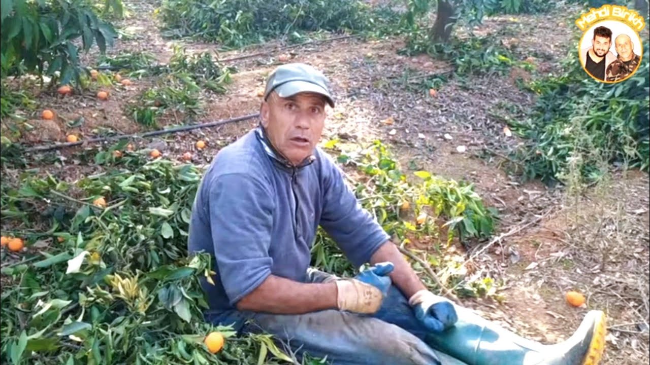 عمي حماد طاح عور في ورق اللتشين🤣
