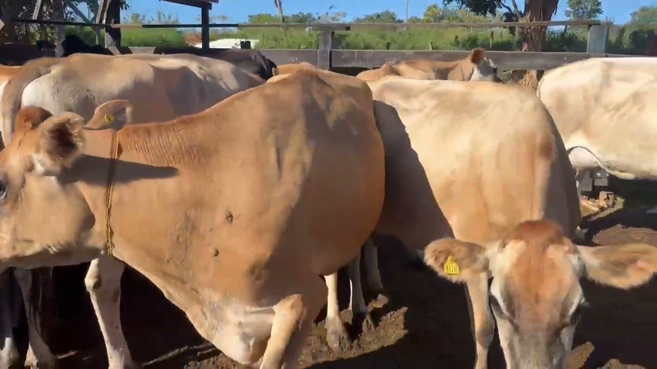 Vacas Jersey em lacta&ccedil;&atilde;o media 25 kls a venda maiores informa&ccedil;&otilde;es no 034991251096