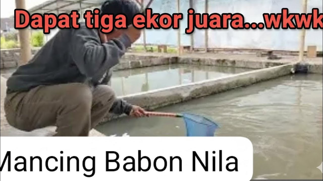 MANCING NILA BABON, MONSTER, BADAG (8) Nila merah dan hitam monster semua#mancing #mancingmania 