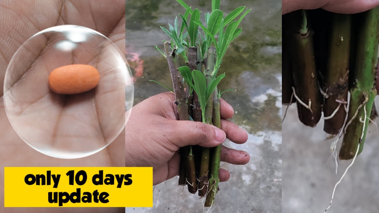 Propagation of oleander branches |plant oleander with many roots | How To Grow oleander from cutting