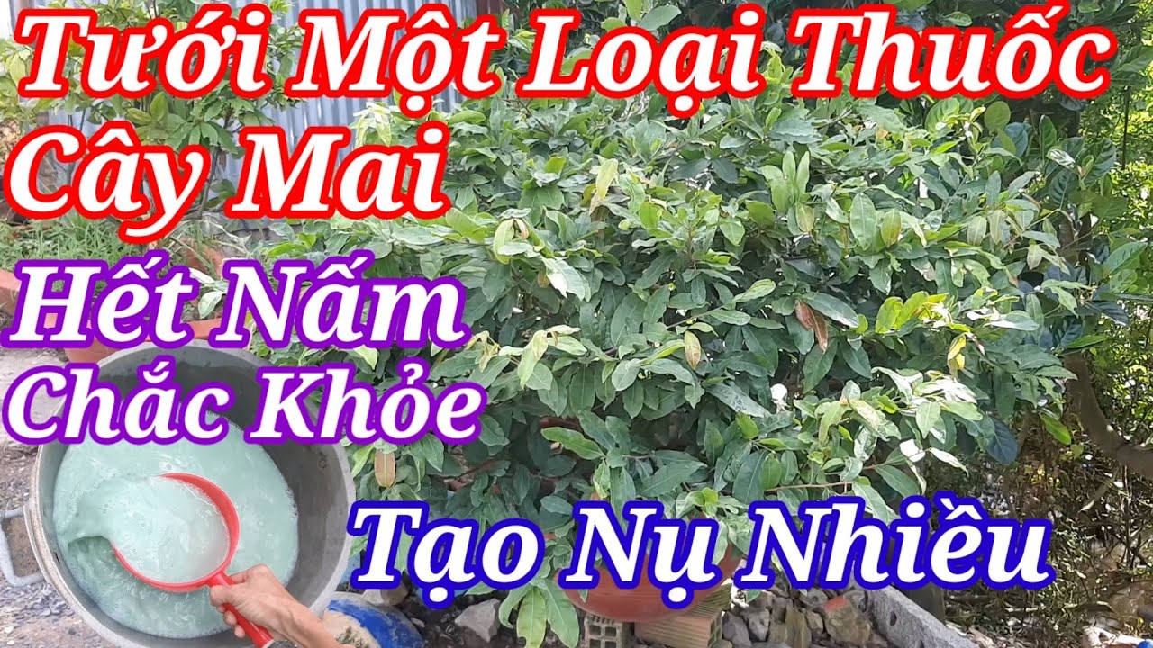 Tưới Một Loại Thuốc Mai Vàng Hết Nấm,Giúp Cây Chắc Khỏe.