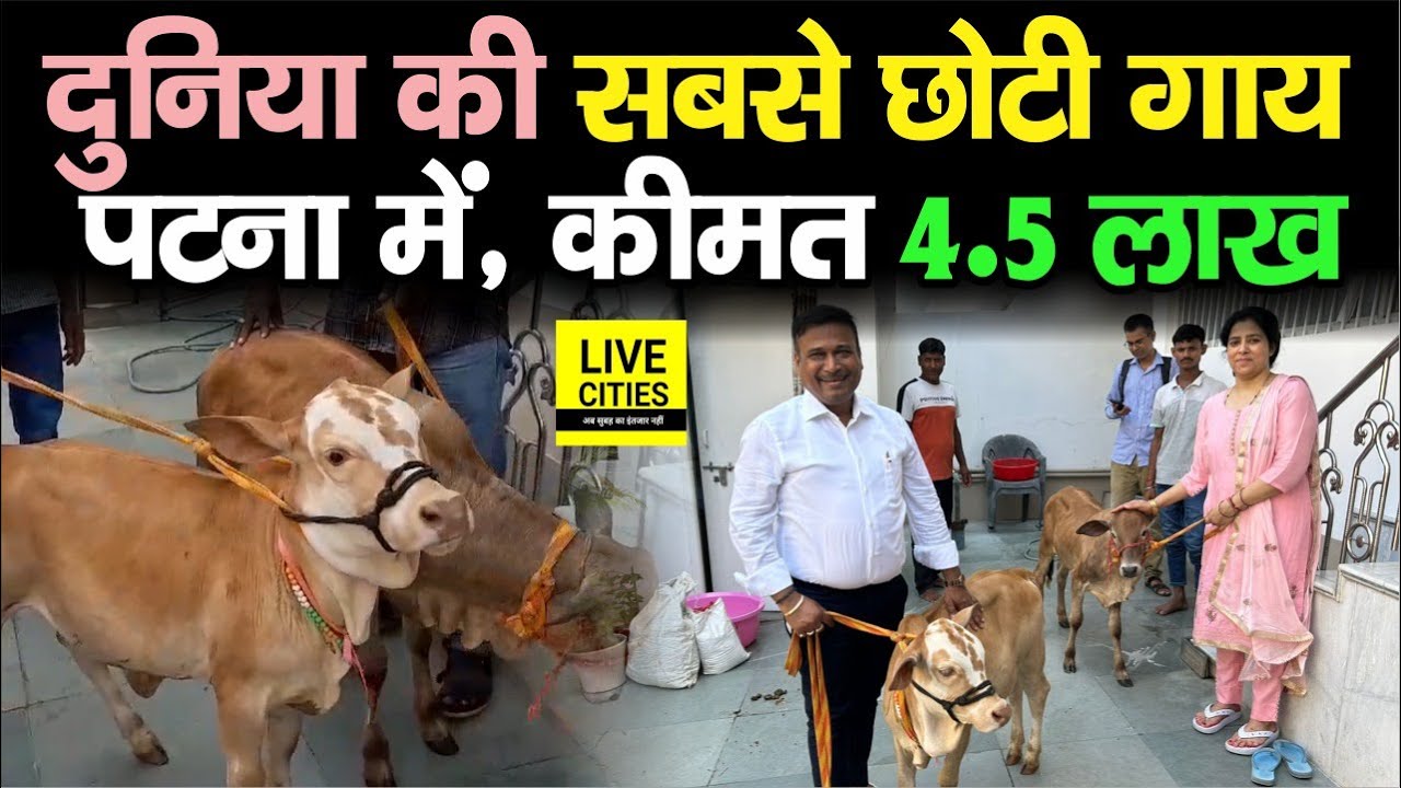 Bihar पहुंची Punganur Cow, दुनिया की सबसे छोटी गाय, Price इतनी कि होश उड़ जाएंगे..! | Bihar News