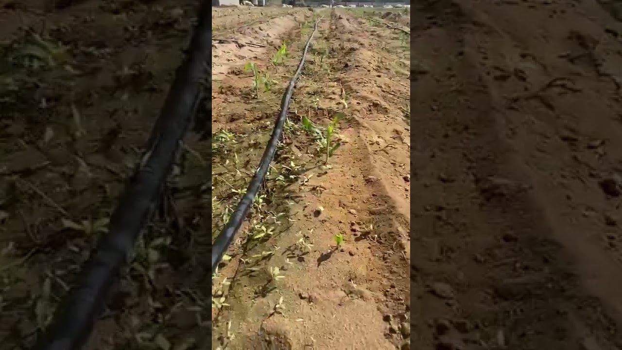 صديقنا من سلطنه عمان الزراعه مساحه خارجيه محصول الذرة الشاميه