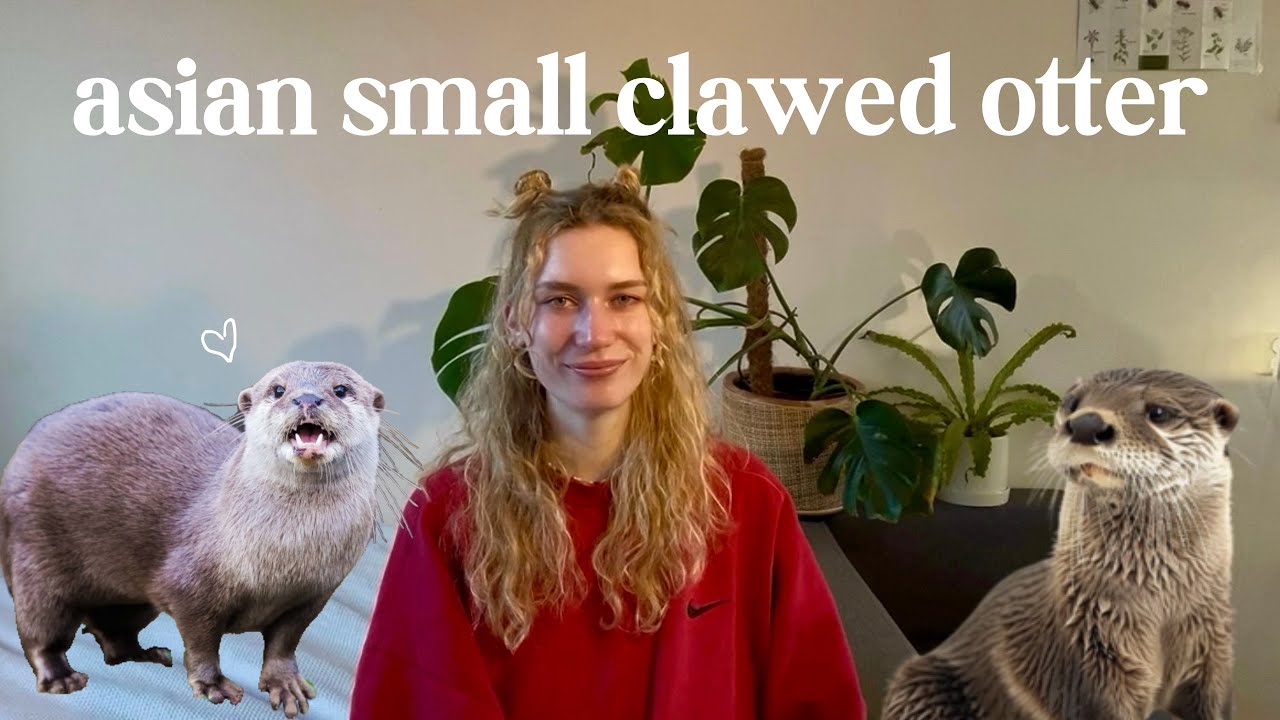 Meet the World's Tiniest Otters! 🦦 | Asian Small-Clawed Otters Explained