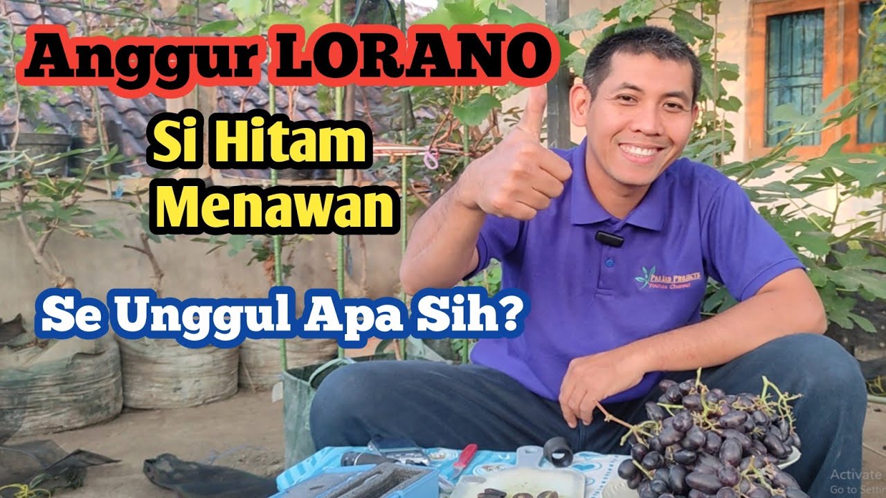 Review Anggur Hitam Lorano: Apa yang Membuatnya Istimewa?