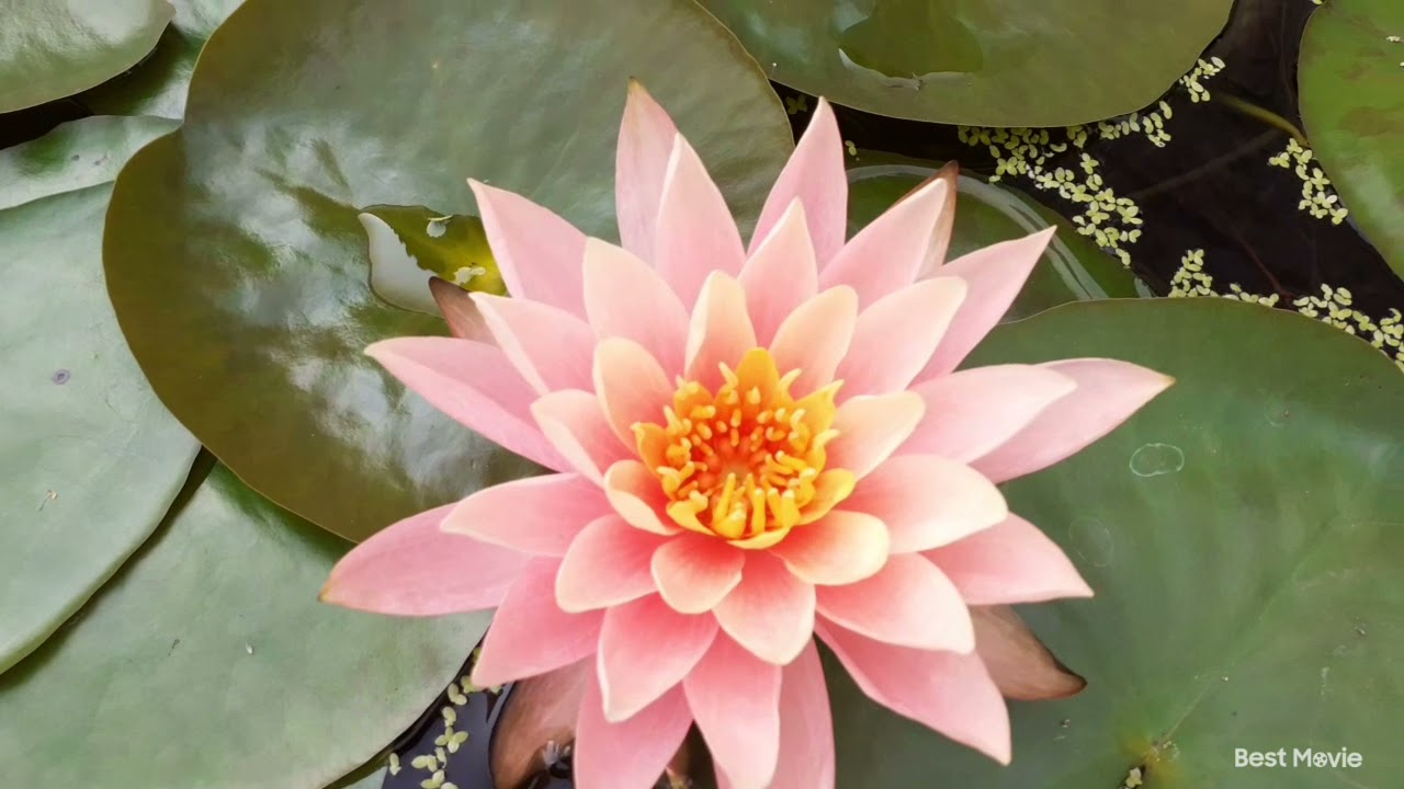 Water lilies//Nymphaeaceae