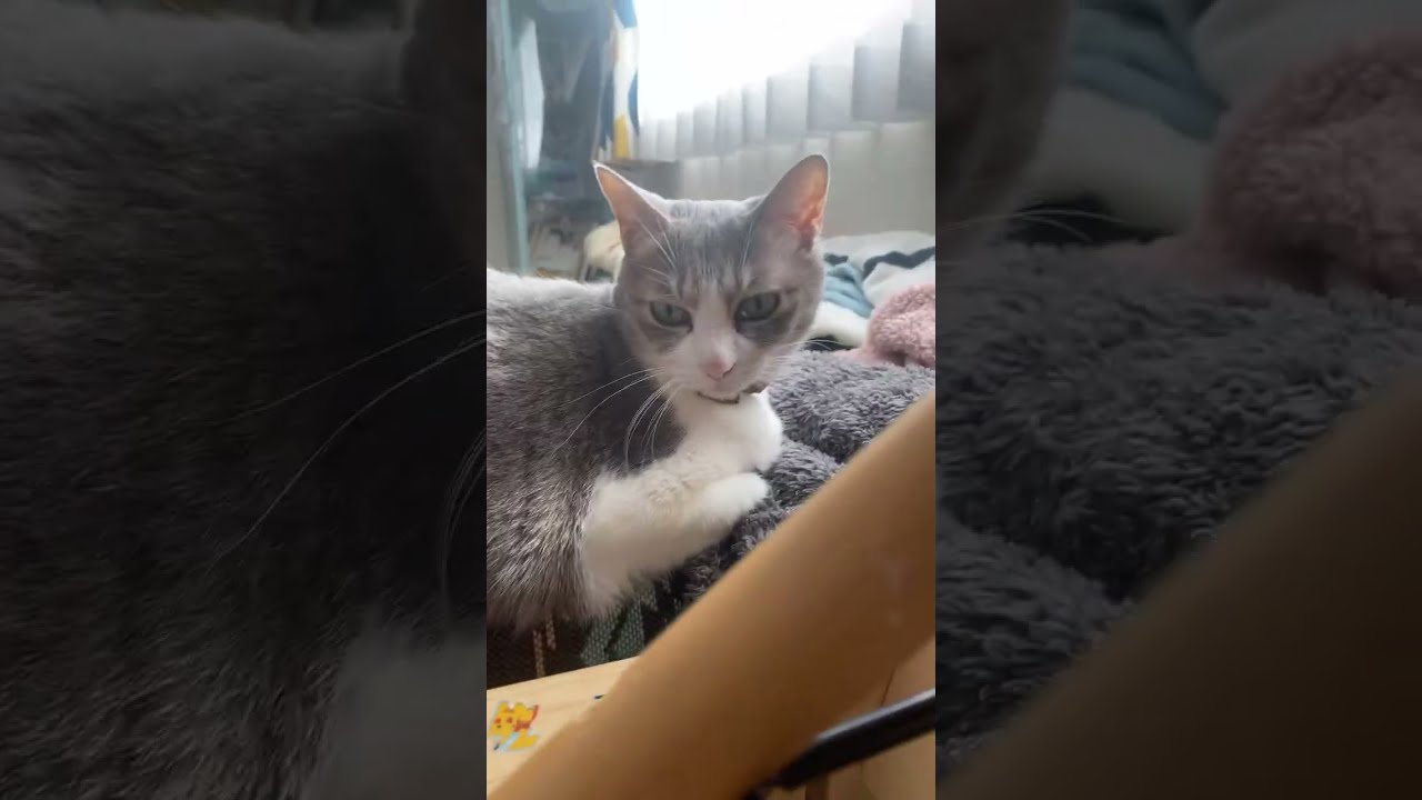 1/21 パパとネコの朝🐾