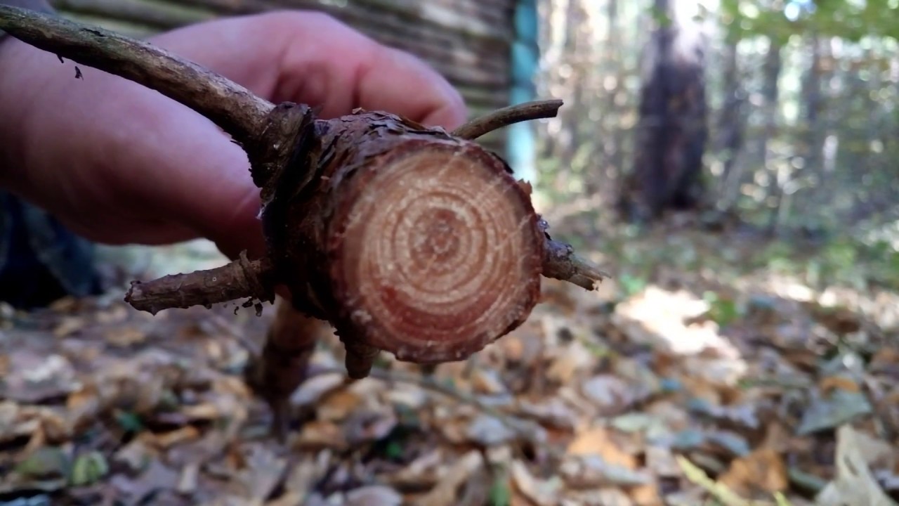 Smolnička,podpal(Fatwood fire starter)...neskoré raňajky(late breakfast)...