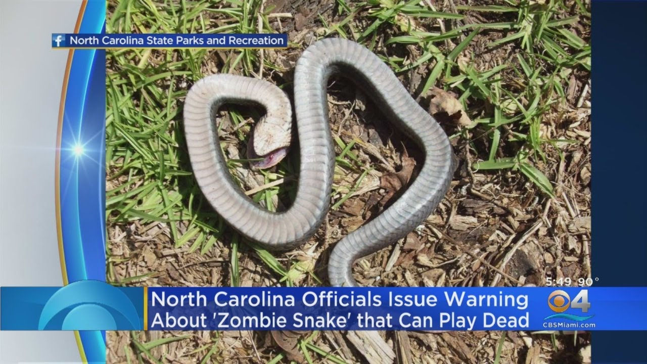 Officials: 'Zombie Snake' That Can Play Dead & Roll Over Is 