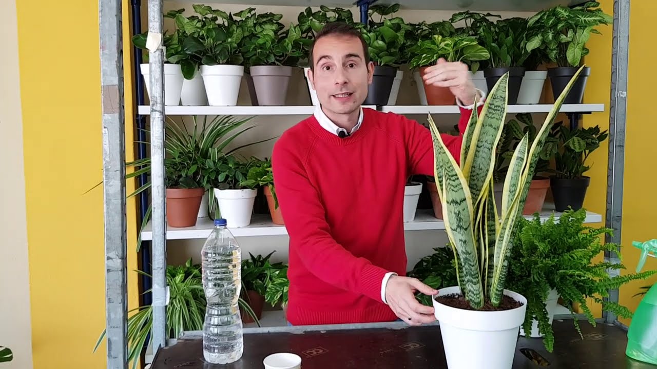 REGAR BIEN a tus PLANTAS. TRUCOS de EXPERTO que NADIE te ha contado para no matar a tus plantas.