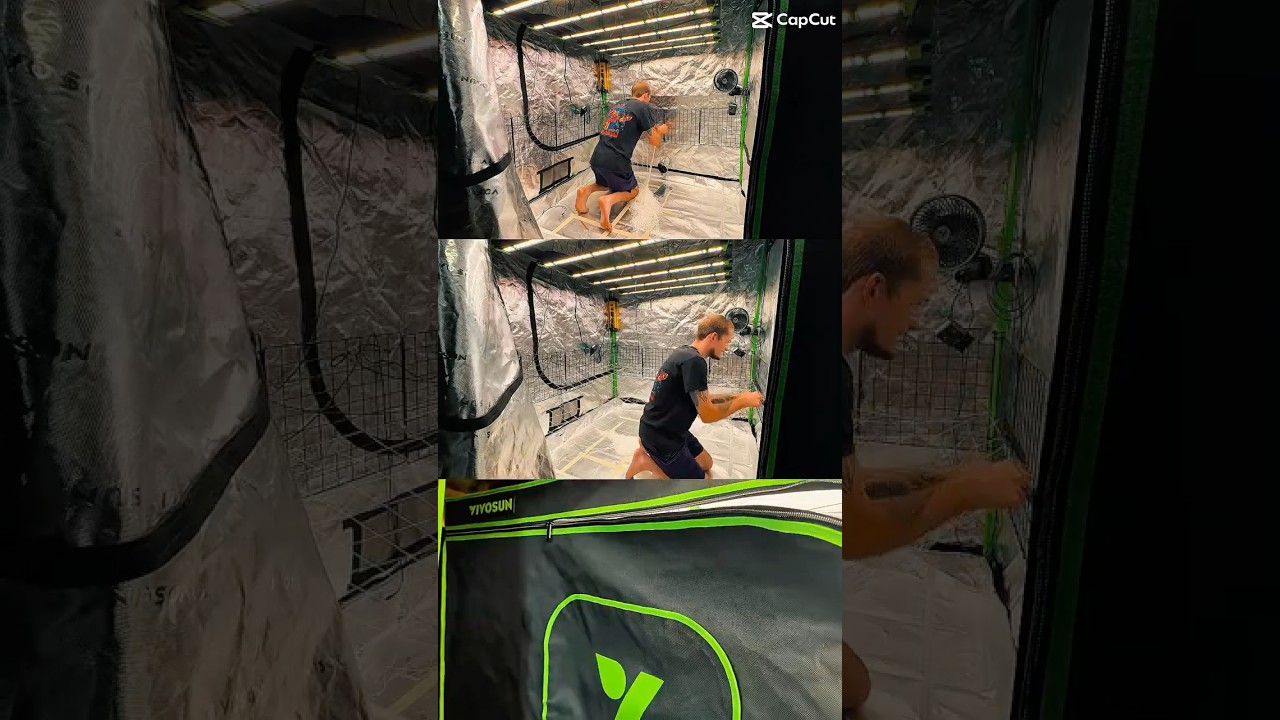 SCROG Net Training Tutorial | Indoor Gardening in a 5x5 Grow Tent (VIVOSUN Setup)