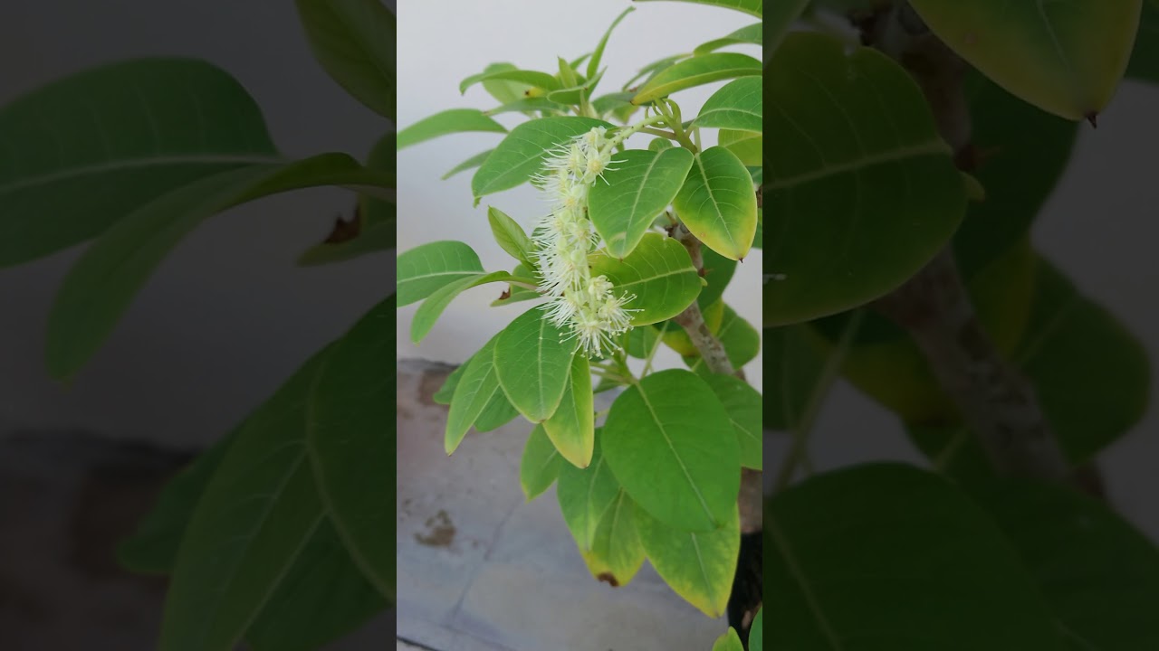 Cómo hacer para que mi ombú dé flores?