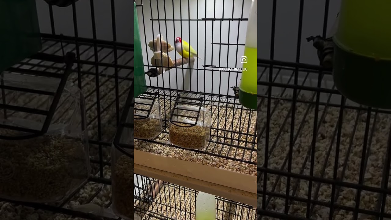 Goldianfinch(Gökkuşağıispinozu) lerim ve üretim hazırlığı👍❤️