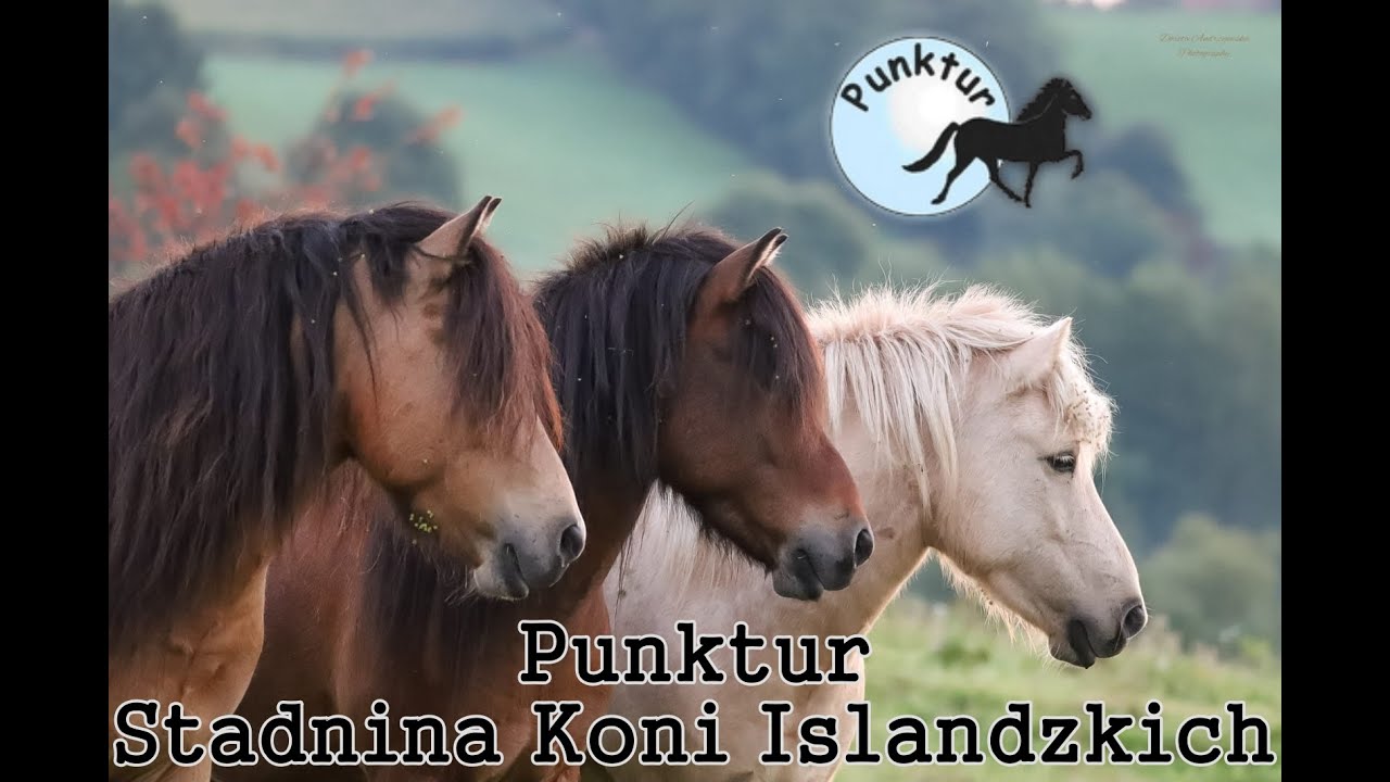 Witamy w Punktur! - Punktur Stadnina Koni Islandzkich