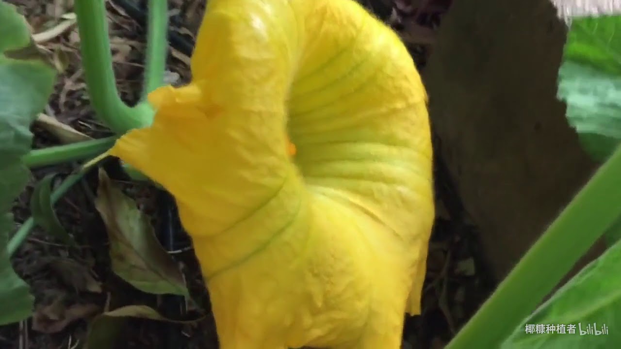 南瓜种植更新辨别雄雌花和授粉